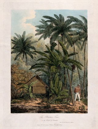 Krakatoa: plantain trees (Musa x paradisiaca) and coconut palms (Cocos nucifera) in a forest clearing, with native man and his hut. Coloured soft-ground etching after J. Webber, 1788.