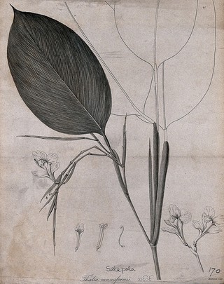 Thalia cannaformis: flowering stem with separate flowers and floral segments. Line engraving by Mackenzie, c.1795.