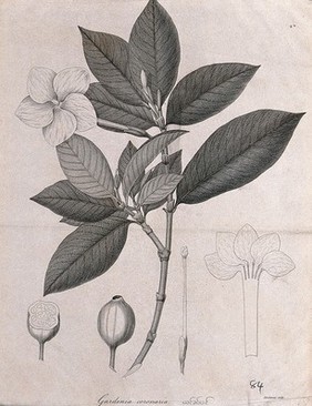 Cape jasmine (Gardenia coronaria): flowering stem with separate floral and fruit segments. Line engraving by Mackenzie, c.1795.