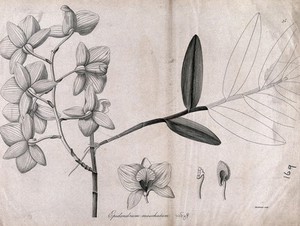 view Epidendrum moschatum: flowering stem with floral segments. Line engraving by Mackenzie, c.1795.