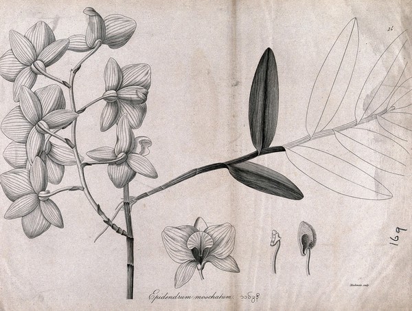 Epidendrum moschatum: flowering stem with floral segments. Line engraving by Mackenzie, c.1795.