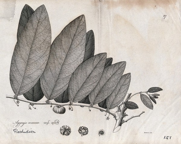 Glochidion species: flowering and fruiting stem with separate floral segments. Line engraving by Mackenzie, c.1795.
