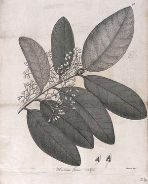 view Heritiera fomes: flowering stem with floral segments. Line engraving by Mackenzie, c.1795.