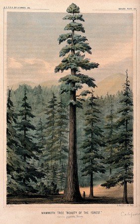 Wellingtonia or mammoth tree (Sequoiadendron giganteum (Lindley) Bucholz) towering above surrounding forest and person at its base. Coloured lithograph after W.P. Blake, c.1857.