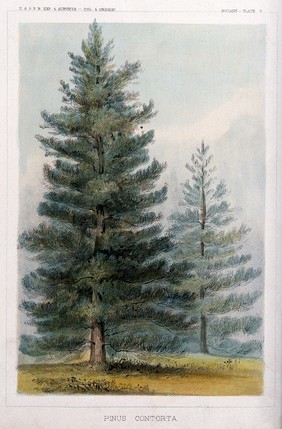 Lodge-pole pines (Pinus contorta Douglas ex Loudon): two trees in open landscape. Coloured lithograph, c.1857.