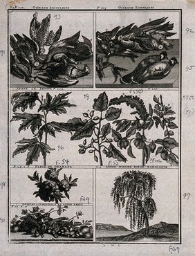 Birds and plants from Persia, including turtledoves, senna plant, terpentine plant, pomegranate flowers and tree and pumpkin . Line engraving by M. Pool after C. de Bruin, 1704.