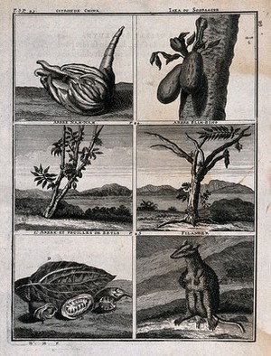 view Animals and plants from the East Indies, including chinese citron or natsumikan, jak fruit, nam-nam tree, bilimbi tree, betel nuts and filander. Line engraving after C. de Bruins, 1706.