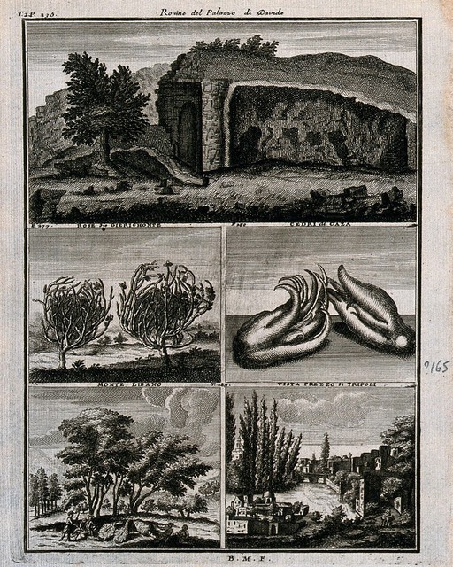 Separate pictures of places and plants from Lebanon, including rose of Jericho and cedars of Gaza. Line engraving after C. de Bruin, c.1704.