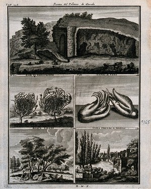 view Places and plants from Lebanon, including rose of Jericho and cedars of Gaza. Line engraving after C. de Bruin, c.1704.