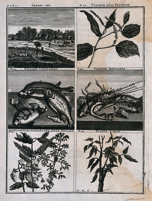 Plants, fish and a landscape from the East Indies, including pepper, cocoa, indigo and coffee plants. Line engraving after C. de Bruins, 1706.