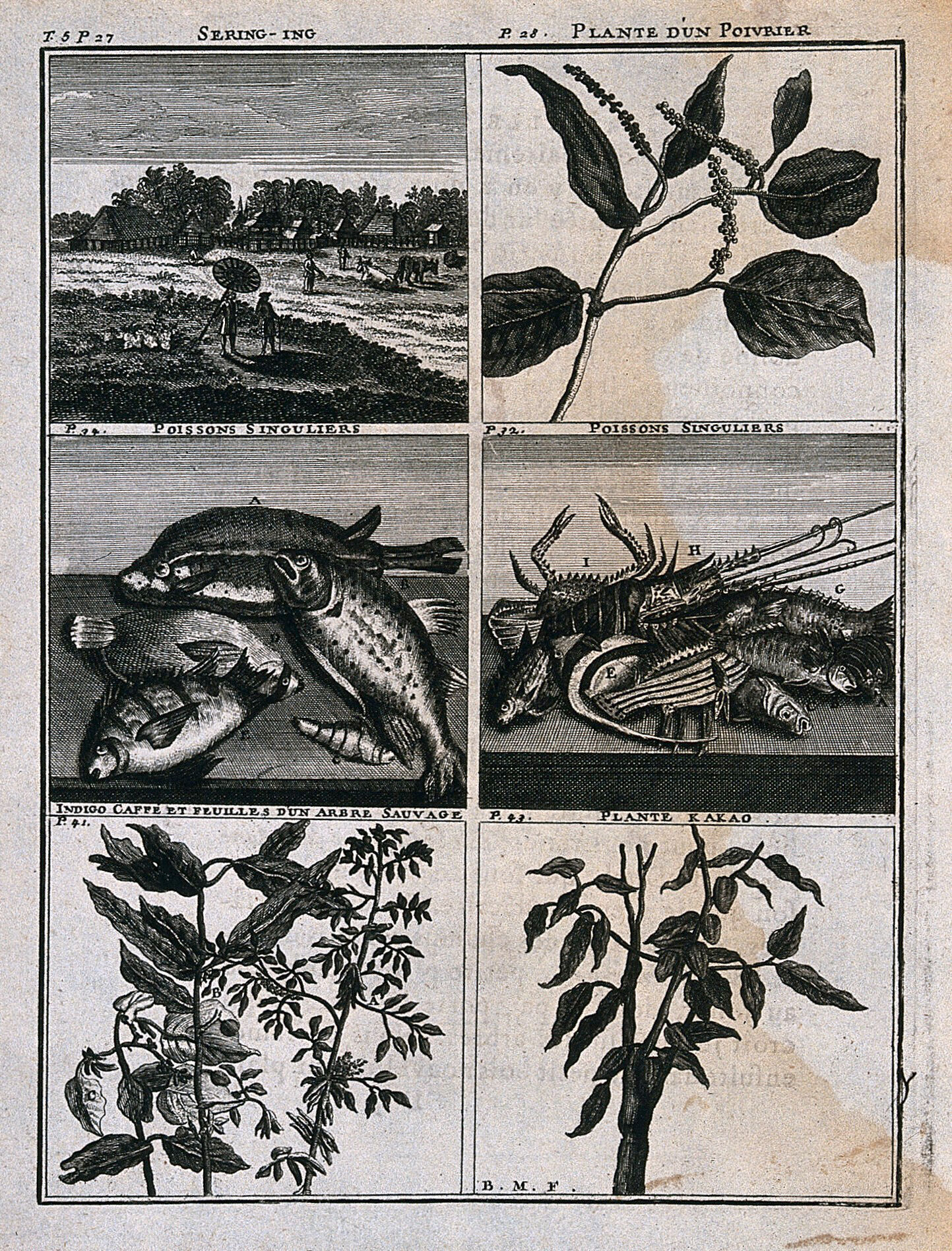 Plants Fish And A Landscape From The East Ins Including Pepper