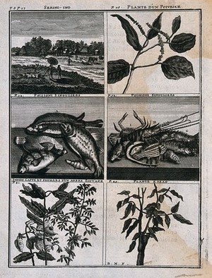 view Plants, fish and a landscape from the East Indies, including pepper, cocoa, indigo and coffee plants. Line engraving after C. de Bruins, 1706.