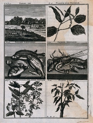 Plants, fish and a landscape from the East Indies, including pepper, cocoa, indigo and coffee plants. Line engraving after C. de Bruins, 1706.