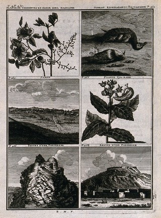Plants, birds and archaeological sites from Persia, including terpentine plant (Pistacia terebinthus). Line engraving after C. de Bruins, 1705.