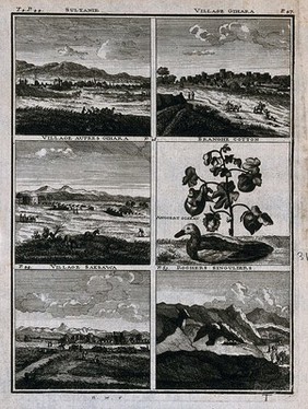 Towns, cotton plant, bird and rock formations of Persia, in separate plates. Line engraving after C. de Bruins, c.1704.