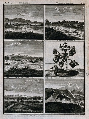 view Towns, cotton plant, bird and rock formations of Persia, in separate plates. Line engraving after C. de Bruins, c.1704.