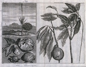 view Fruits from the East Indies, including piek (?Nipa fruticans - the Nipa palm) and froete mieri and tiackou (?Artocarpus integrifolia), in separate plates. Engraving by M. Pool after C. de Bruin, 1706.