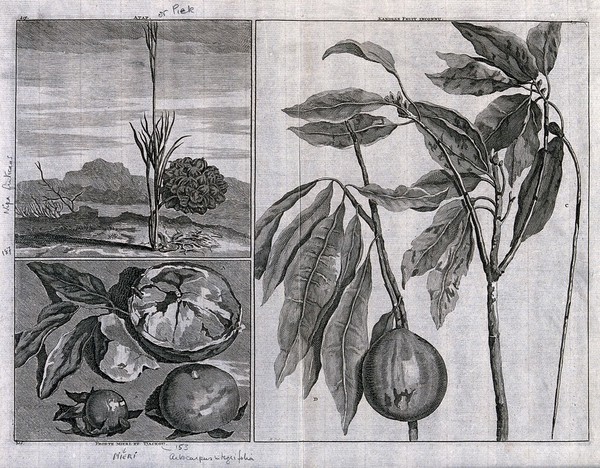 Fruits from the East Indies, including piek (?Nipa fruticans - the Nipa palm) and froete mieri and tiackou (?Artocarpus integrifolia), in separate plates. Engraving by M. Pool after C. de Bruin, 1706.