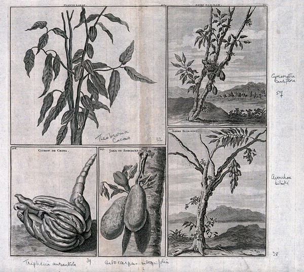 Cocoa tree (Theobroma cacao), Chinese citron or natsumikan (Citrus natsudaidai), jak fruit (Artocarpus heterophyllus), muhimbi tree (Cynometra cauliflora) and bilimbi tree (Averrhoa bilimbi), in separate plates. Line engraving after C. de Bruins, 1706.