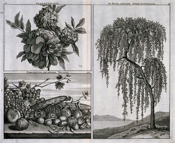 Grenadine (Punica granatum) flowers and tree and a mixture of fruit and vegetables, in separate plates. Line engraving by M. Pool after C. de Bruins, 1704.