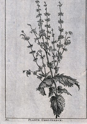 Plante chef-tereck: flowering stem. Line engraving by M. Pool after C. de Bruins, 1705.