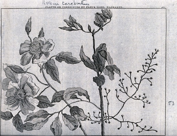 Terpentine tree bough (Pistacia terebinthus L.) and goel nasranie flowers. Line engraving by M. Pool after C. de Bruins, 1705.