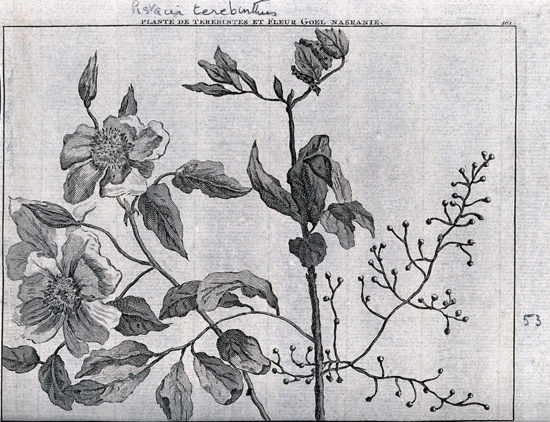 Terpentine tree bough (Pistacia terebinthus L.) and goel nasranie flowers. Line engraving by M. Pool after C. de Bruins, 1705., [1718], by Matthijs Pool