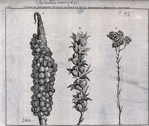 view Madroen plant (?Arbutus menziesii), unknown plant and wild spanish wheat: fruiting heads. Line engraving by M. Pool after C. de Bruins, 1705.