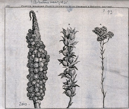 Madroen plant (?Arbutus menziesii), unknown plant and wild spanish wheat: fruiting heads. Line engraving by M. Pool after C. de Bruins, 1705.