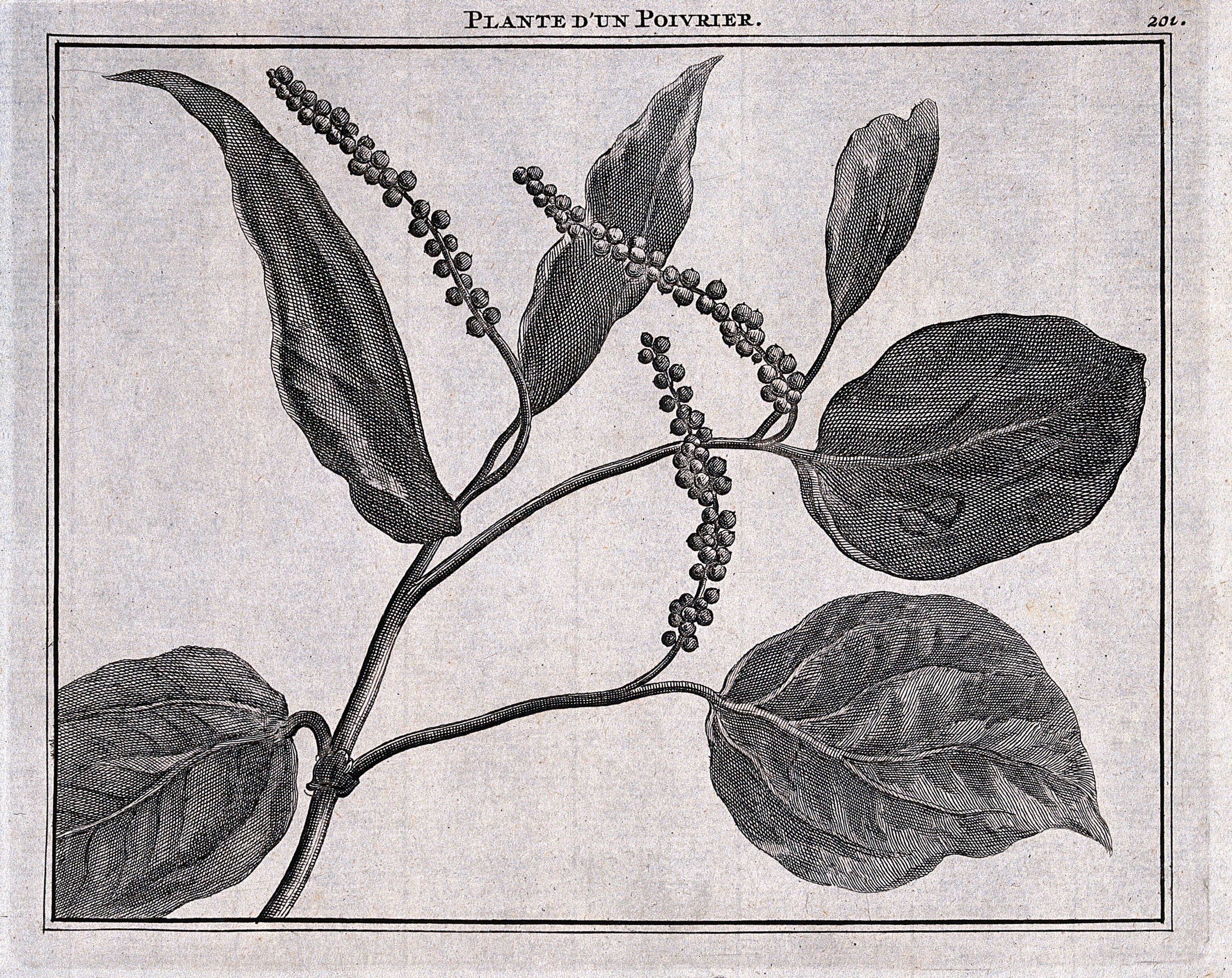 Pepper plant (Piper nigrum L.): fruiting stem. Line after C. de Bruin, 1706. | Wellcome Collection