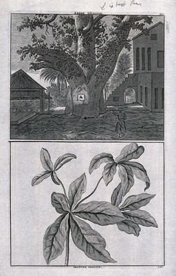 Trunk and branch of a sacred, East Indian "dragtoe" tree, in separate plates. Line engraving after C. de Bruin, 1706.