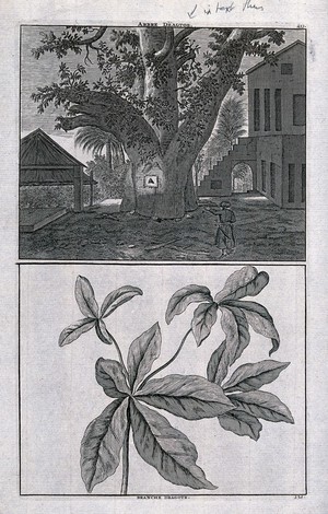 view Trunk and branch of a sacred, East Indian "dragtoe" tree, in separate plates. Line engraving after C. de Bruin, 1706.