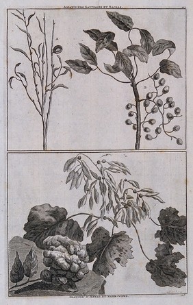 Almond plant (Prunus dulcis) and other fruiting stems collected in Persia. Line engraving after C. de Bruin, 1704.