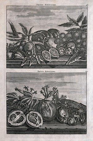 view Tropical fruits, including guava, custard apple, lemon, pompelmous and plantain bananas. Line engraving after C. de Bruin, 1706.