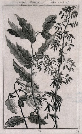 Flowering stems of the indigo plant (Indigofera tinctorum) and coffee plant (Coffea arabica). Line engraving after C. de Bruin, 1706.