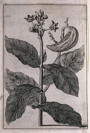 view Madar plant (Calotropis gigantea (L.) R.Br.): flowering and fruiting stem. Line engraving after C. de Bruin, 1705.