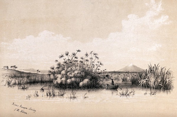 Anapo river, Sicily: clumped papyrus grass (Cyperus papyrus) being examined by two people in a rowing boat. Lithograph after J.H. Allan, ca. 1843.