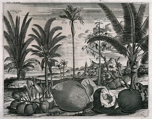 view Coconuts and trees (Cocos nucifera), a cinnamon tree (Cinnamomum verum) and pinang tree (Areca catechu), in a tropical landscape. Line engraving after J. Nieuhoff.