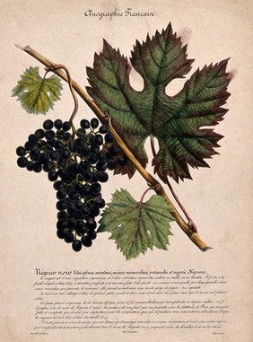 Grape vine (Vitis vinifera L.) with black grapes. Coloured lithograph after J. Polydore.