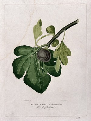 view Fig (Ficus carica L.): leaf and fruit. Coloured aquatint by G. Pera, c.1825, after O. Muzzi.