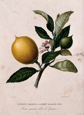 Citron (Citrus medica L.): flowering and fruiting stem. Coloured aquatint by G. Geri, c.1825, after D. Serantoni.