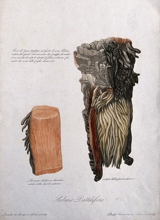 Sections of wood from the stem of a date palm (Phoenix dactylifera). Coloured aquatint by G. Carocci, 1839, after D. del Rè, 1833.