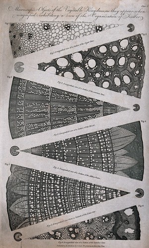 view Transverse sections of the wood and stem anatomy of sugar cane, common cane, hazel, Althaea frutex, lime and bamboo.