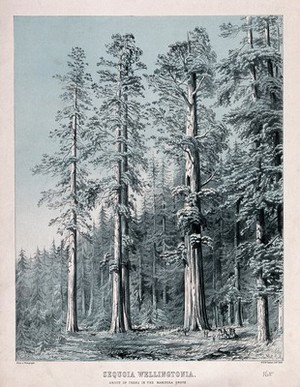 view Californian redwood trees (Sequoia sempervirens (D.Don) Endl.): group of trees in the Mariposa Grove, California. Colour lithograph by W. H. McFarlane.