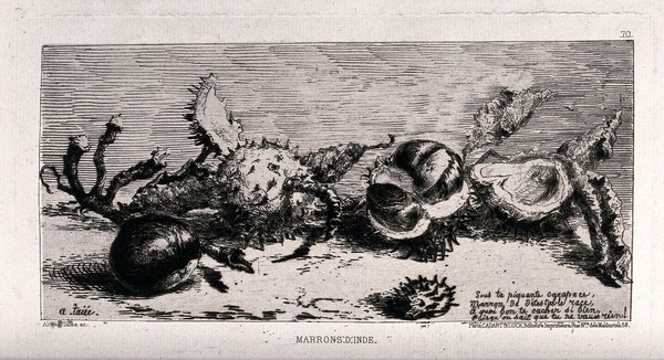 Horse chestnuts (Aesculus hippocastanum L.): seeds (conkers) and their shells, with a poem about them. Etching with drypoint by A. Taiée after himself, c.1875.