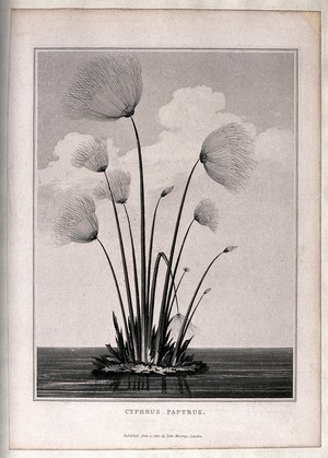 view Papyrus reed (Cyperus papyrus L.): clump of reeds in water. Aquatint, 1823.