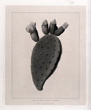 view Prickly pear cactus (Opuntia species): stem and flowers. Aquatint, c.1823.