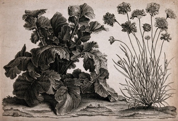 Two plants, one possibly scabious (Scabiosa species). Etching.