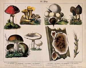view Eight fungi, including the fly agaric, chanterelle, Boletus edulis, field mushroom, puff ball, morel, dry-rot and ergot. Chromolithograph.