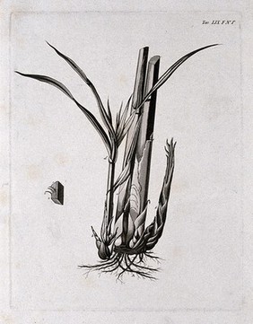 A plant (Cyperus species): rootstock with young shoot. Aquatint.